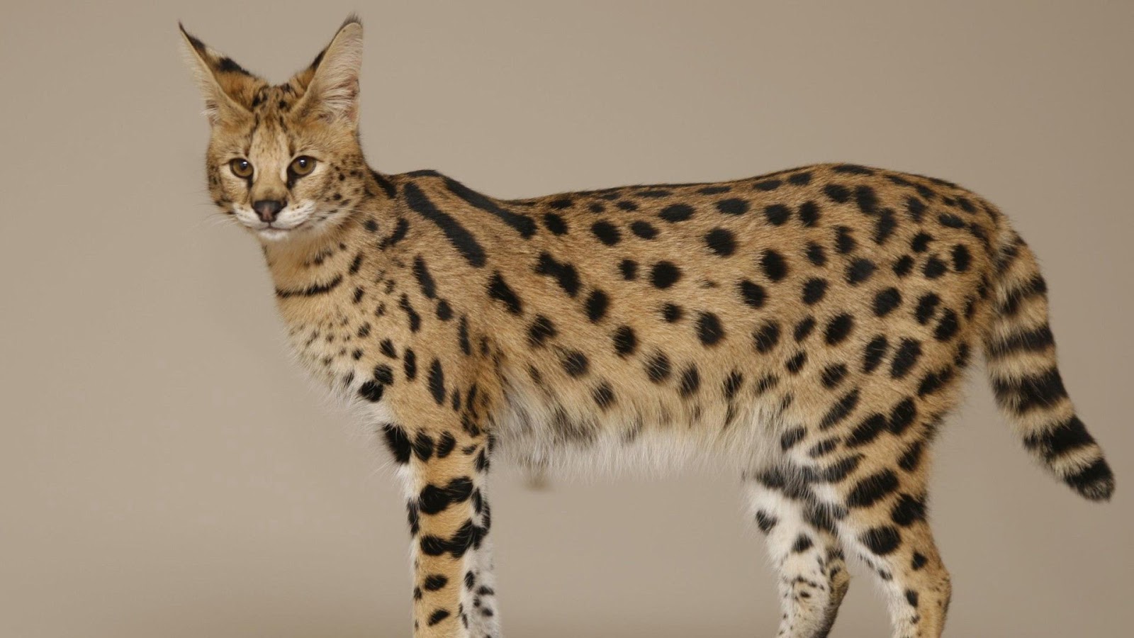 Savannah Cats California