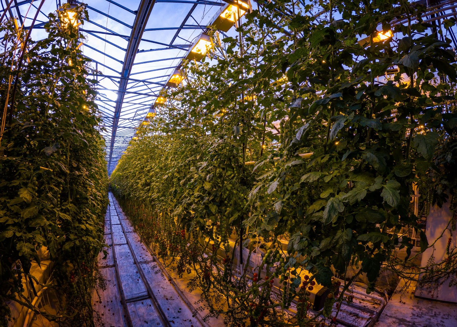 Friðheimar Greenhouse