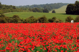 In Flanders Fields | Flanders field, Poppy flower seeds, Poppies