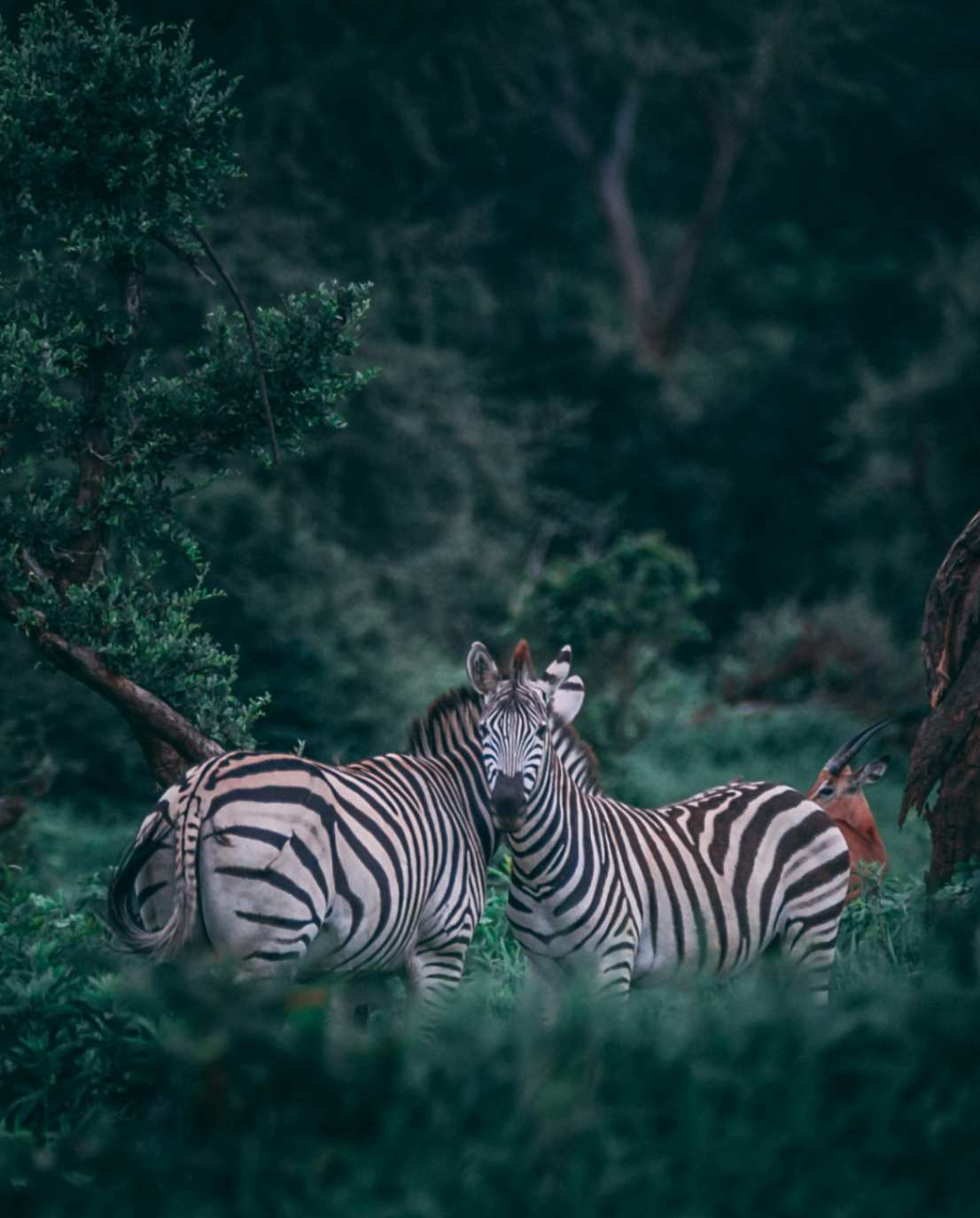 zebras is the black and white stripes that cover every part of their skin find them at chobe national park.