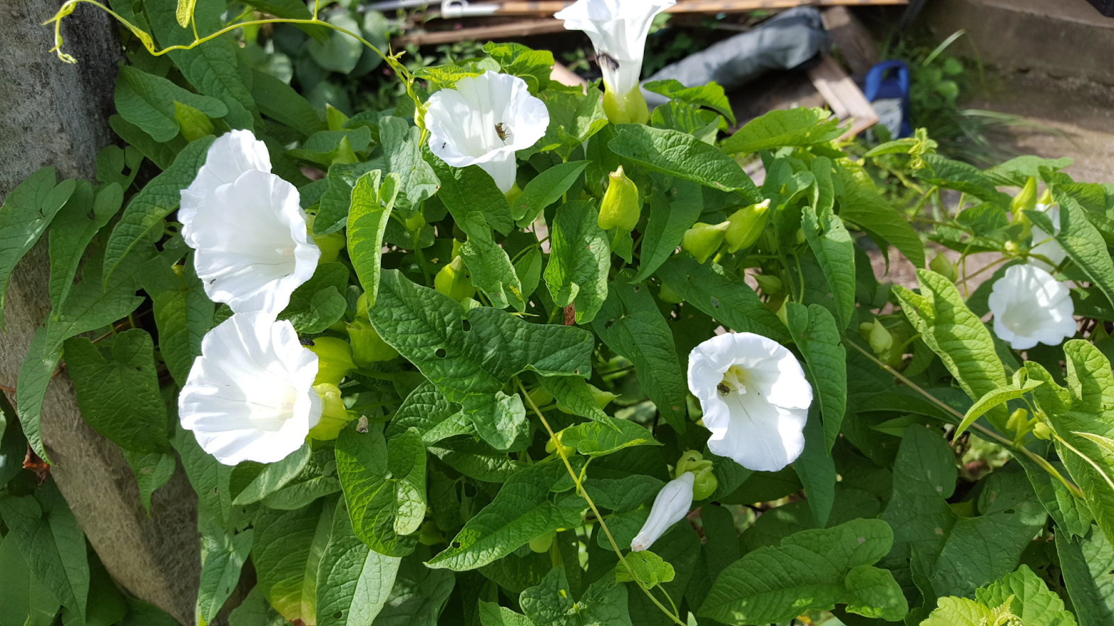 White Trumpet Vine (Campsis radicans)