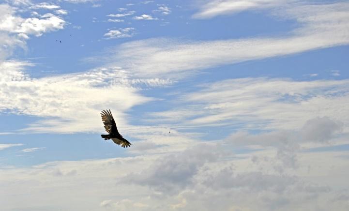 ciel, condor, oiseau, en volant, Cuba, des nuages, oiseau de proie, aigle, Accipitriformes, Accipitridés, buse, nuage, le bec, Cerf-volant, aile, faune, harrier, Falconiformes, Aigle en or, Aigle chauve, faucon, Rouge, épaule, faucon, faucon, vol, Harrier du nord, vautour, Aigle de mer, plume