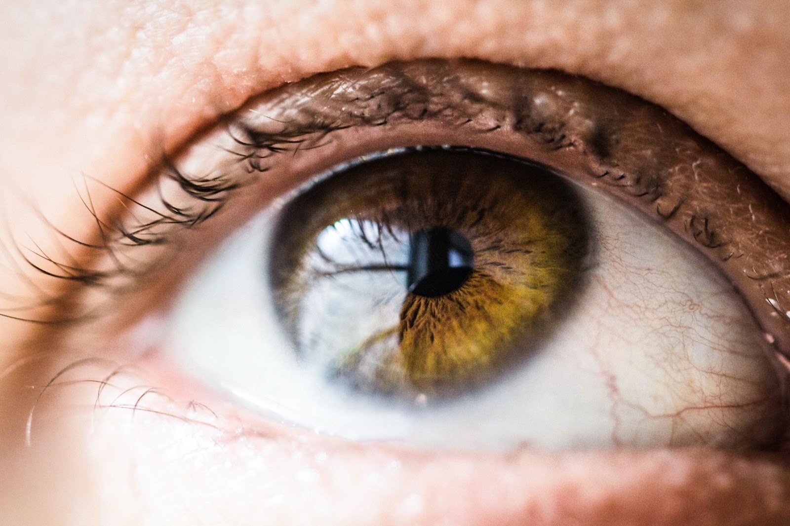  The iris is the eye's coloured portion, regulates the pupil's size