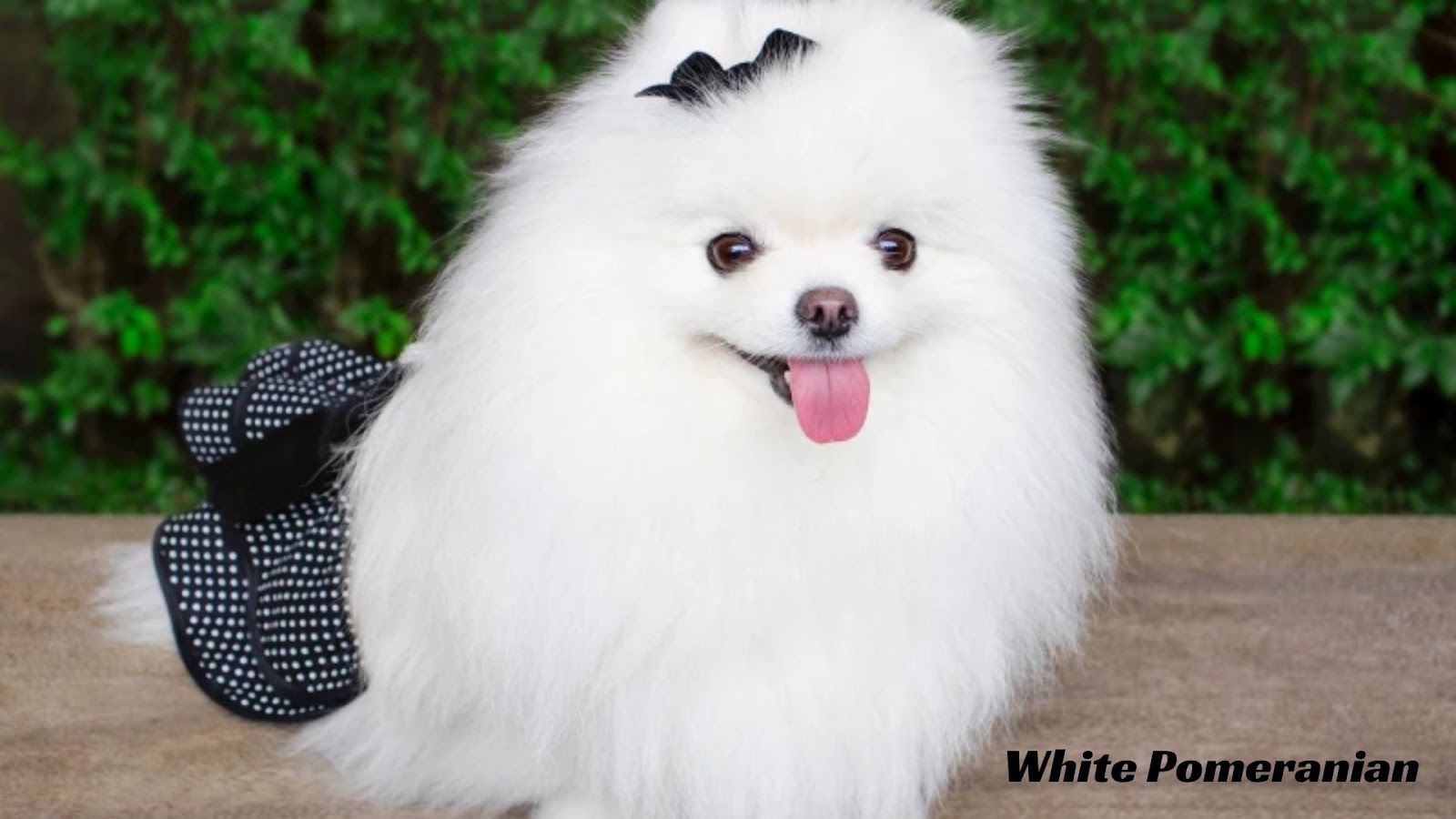 white pomeranian