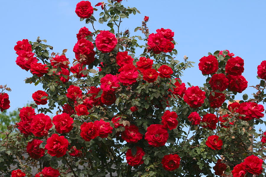 Red Climbing Roses (Rosa santana)