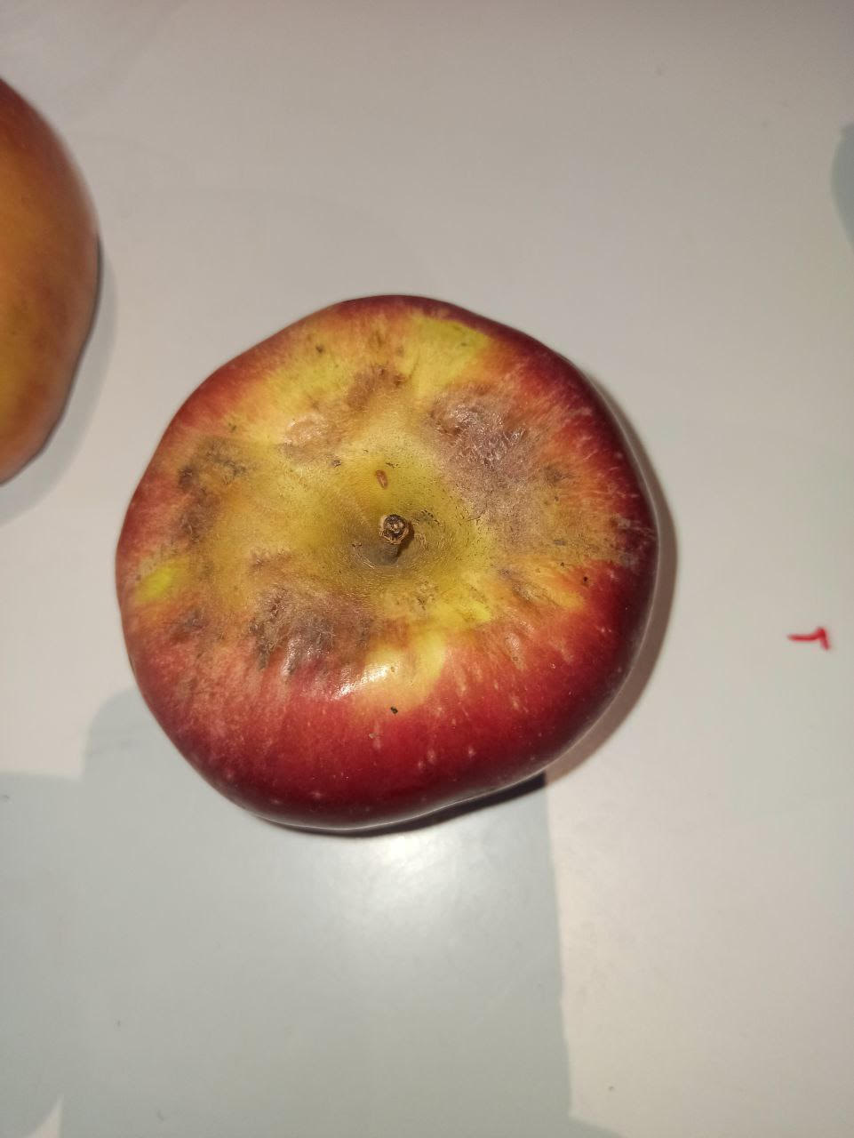 A rotten apple on a table

Description automatically generated
