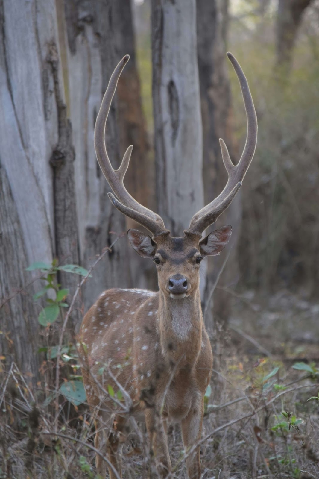 Bandipur National park