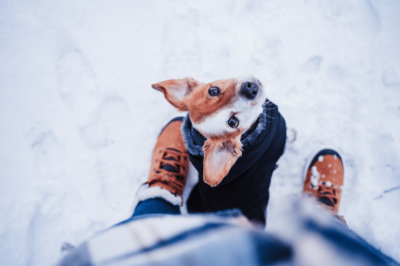 A small Jack Russell dog standing between owner’s legs in the snow.