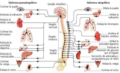 Fuente: http://es.slideshare.net/anestesiahsb/sistema-nervioso-autonomo-10788151