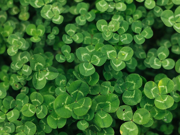 The Science of Green: Why Do We Associate St. Patrick's Day with the Color Green?