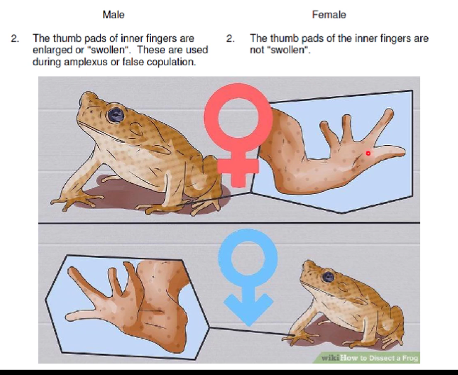 External Anatomy of Toads Notes | Knowt