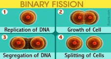 E:\savinay\binnary fission.jpg