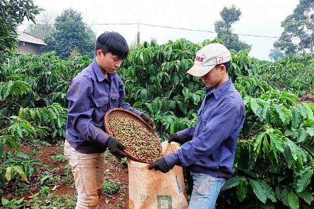 Xuất khẩu cà phê Việt Nam giảm 11,7% trong 11 tháng qua