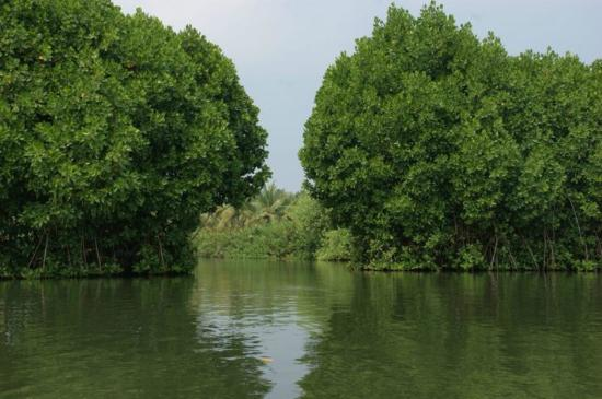 Munroе Island mangrove forests