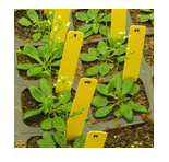 Text Box: Arabidopsis sp. Source: Berkeley Lab EHS. 