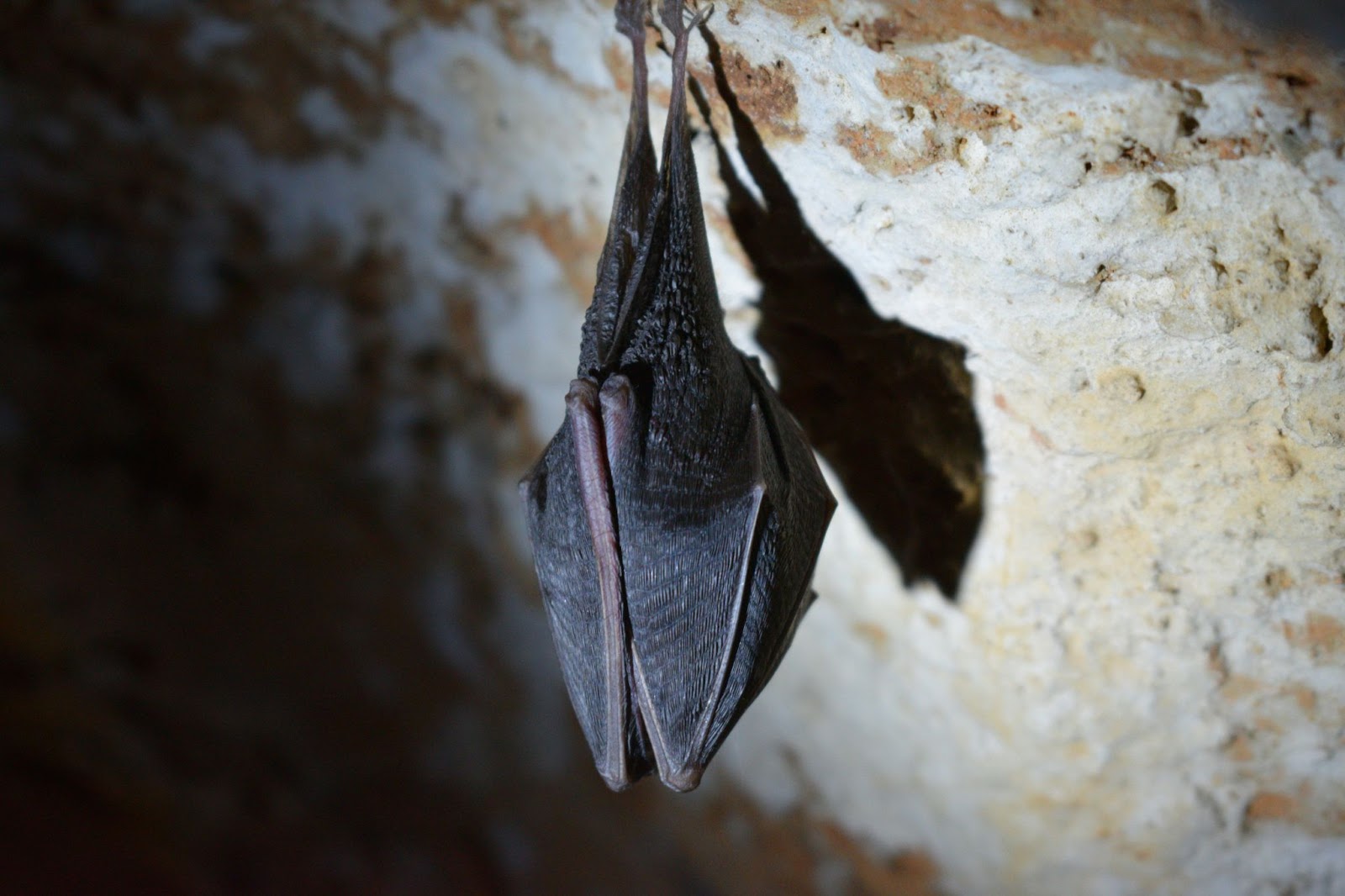 A bat in its natural habitat - the cave
