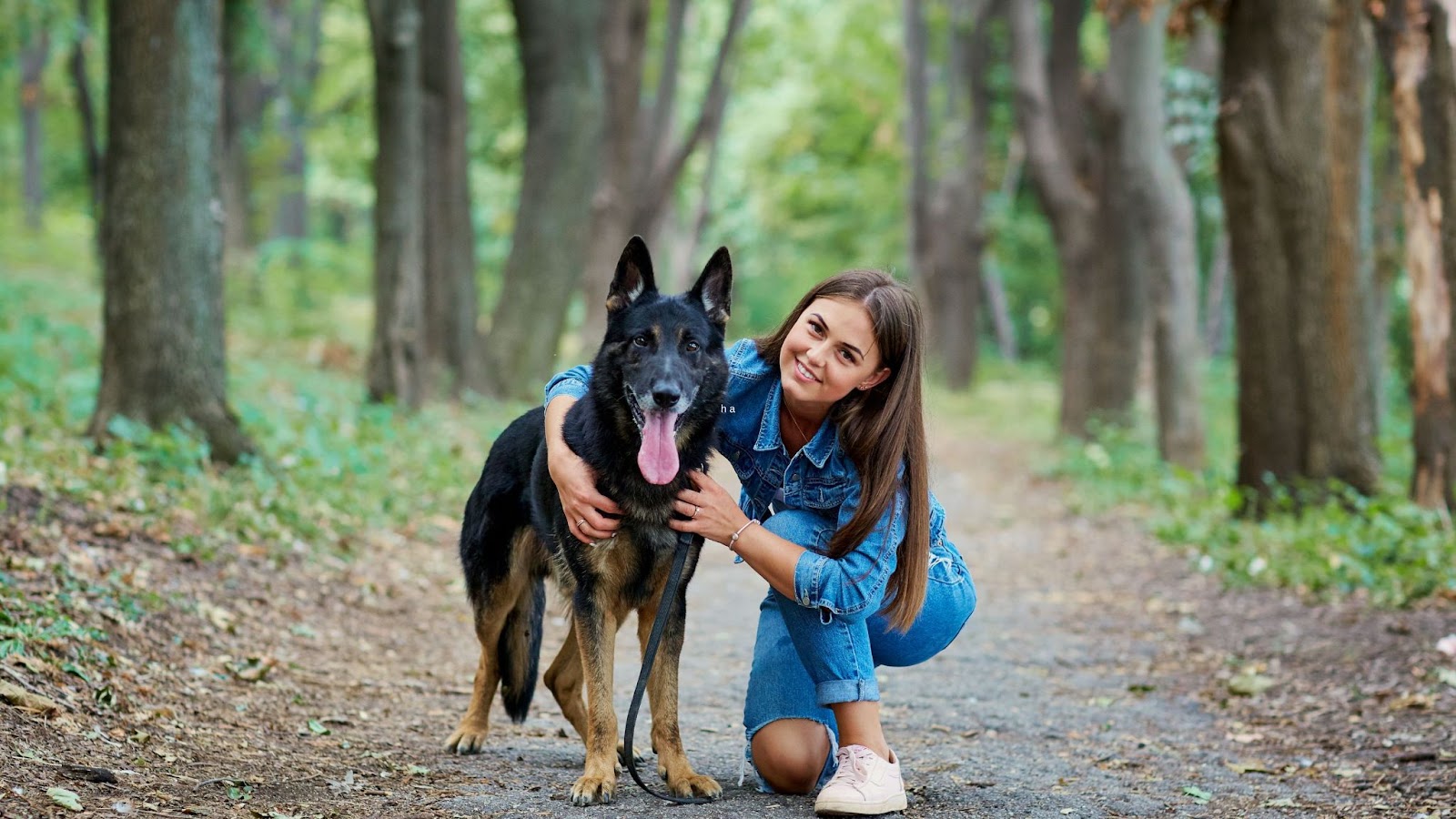 Sable German Shepherd standing with female owner while training