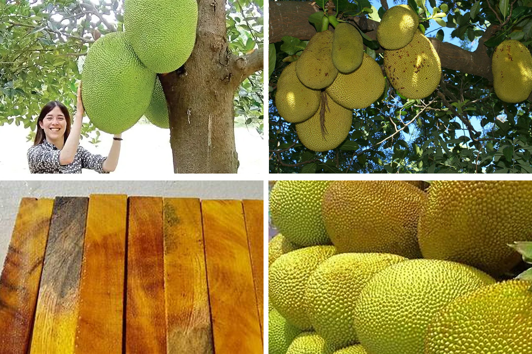 Jackfruit Furniture