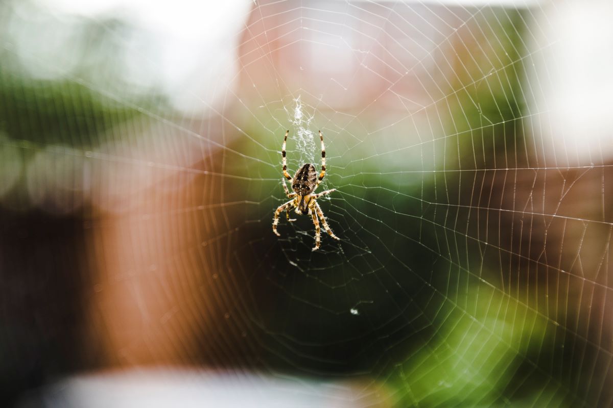 A garden spider weaves its web.