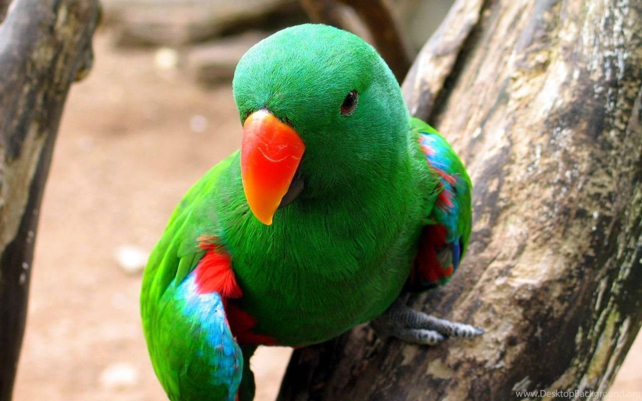 Eclectus Diet