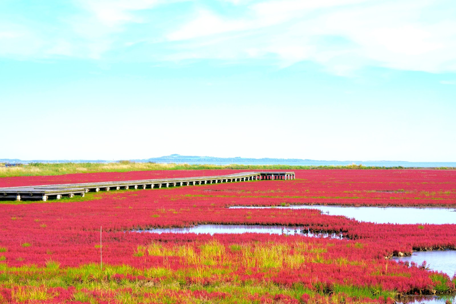 1、【オホーツク｜網走市】日本一のサンゴ草が真っ赤に染まる「能取湖サンゴ草群落地」