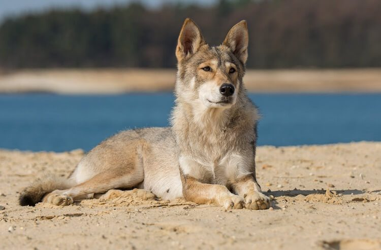 Tamaskan Dog