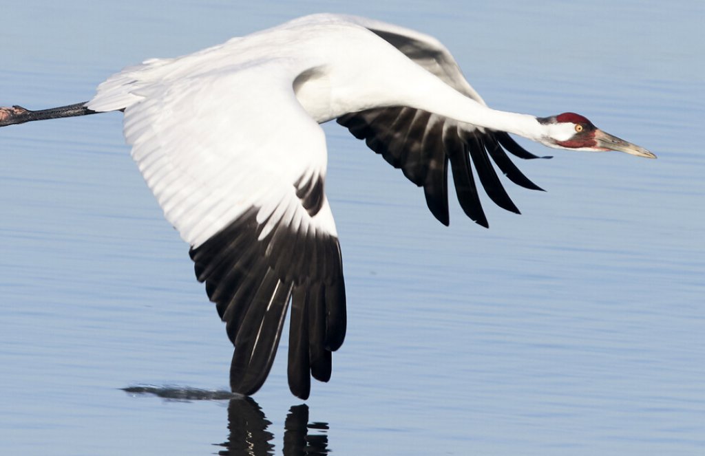 Whooping Crane flying over water