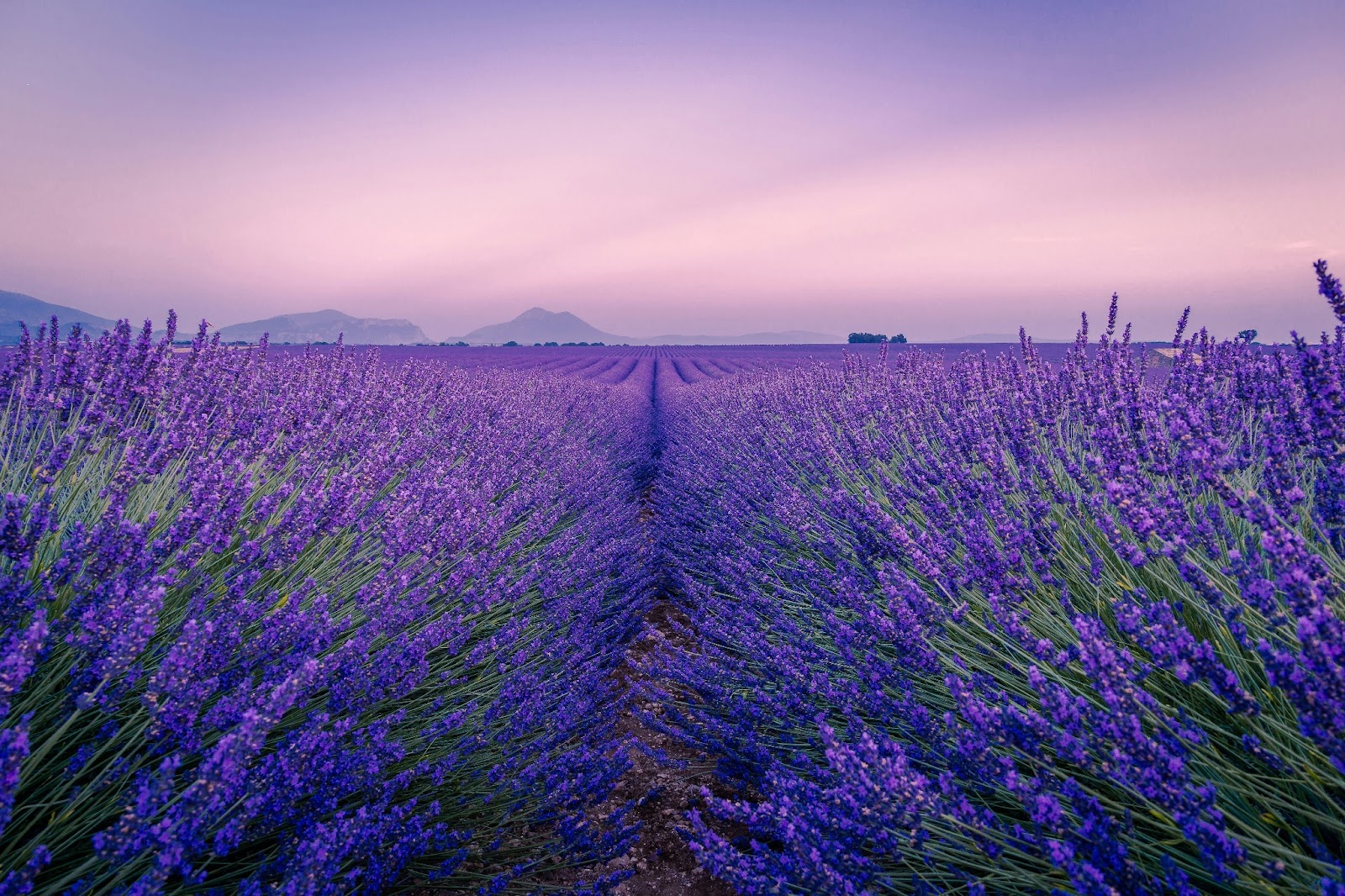 Spring in the countryside of Provence, as vibrant wildflowers carpet the landscape and vineyards burst into bloom.