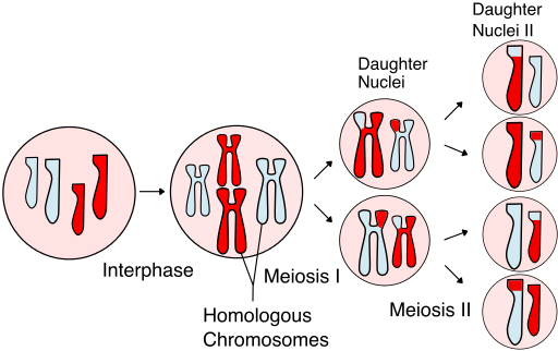 پرونده:Meiosis Overview new.svg