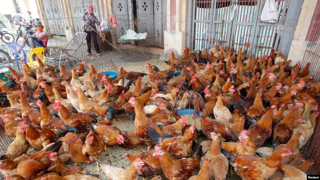 Một khu vực bán gà ở ngoại thành Hà Nội.