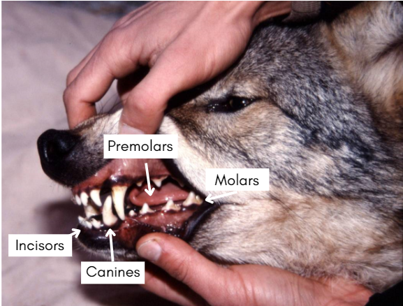 A coyote with its lips pulled away by two hands, making the teeth visible. Arrows show which teeth are molars, premolars, incisors, and canines.