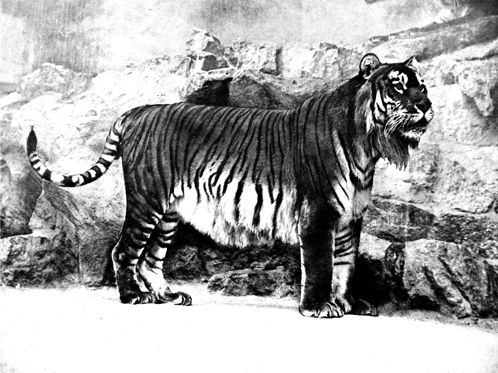 Extinct Species Of Tigers: Caspian Tigers And The Others - WildLifeGrow