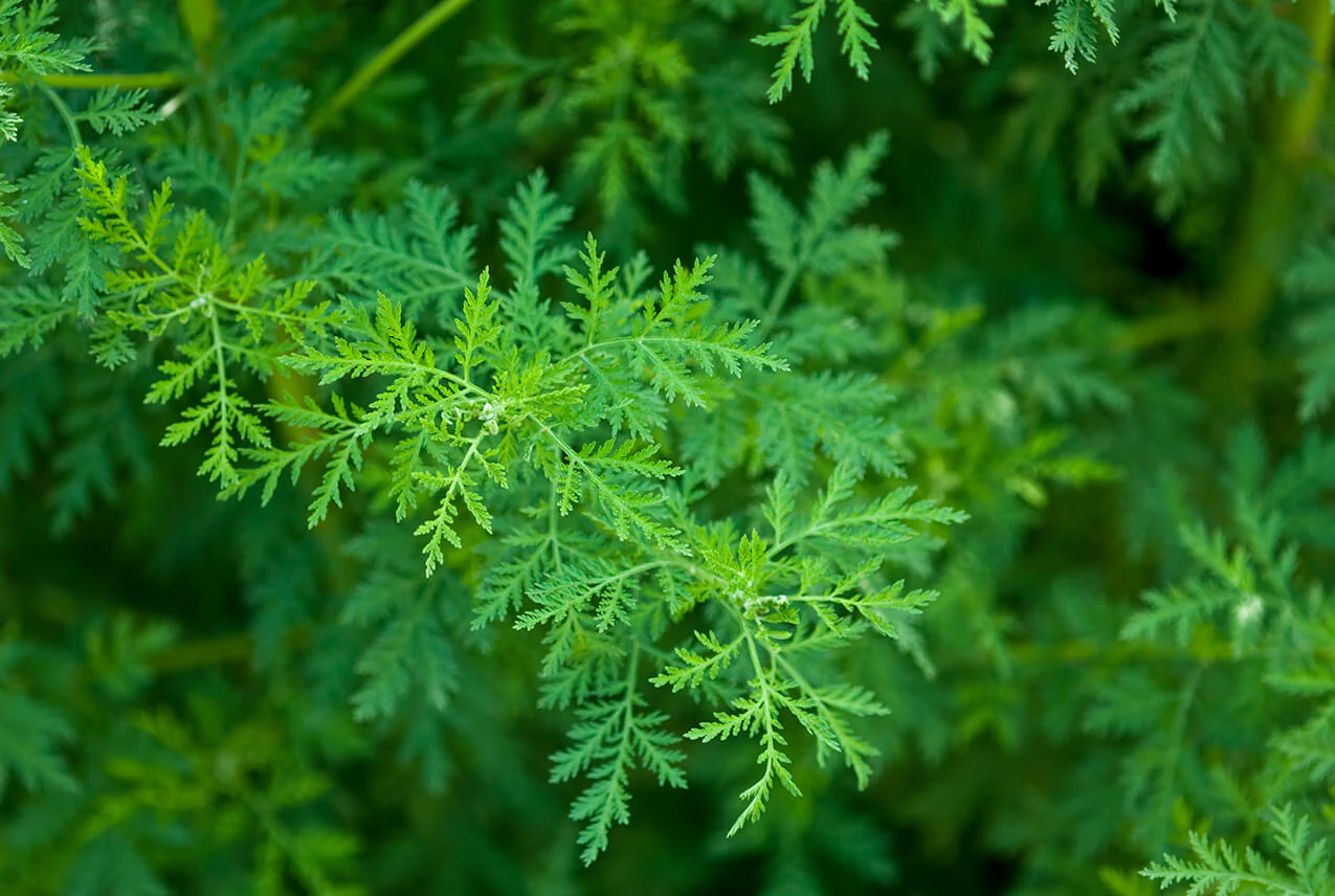 Sweet Wormwood (Artemisia annua)