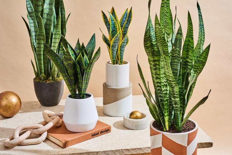 How to Care for Snake Plants (Growing Seasons, Soil & More) | Apartment  Therapy