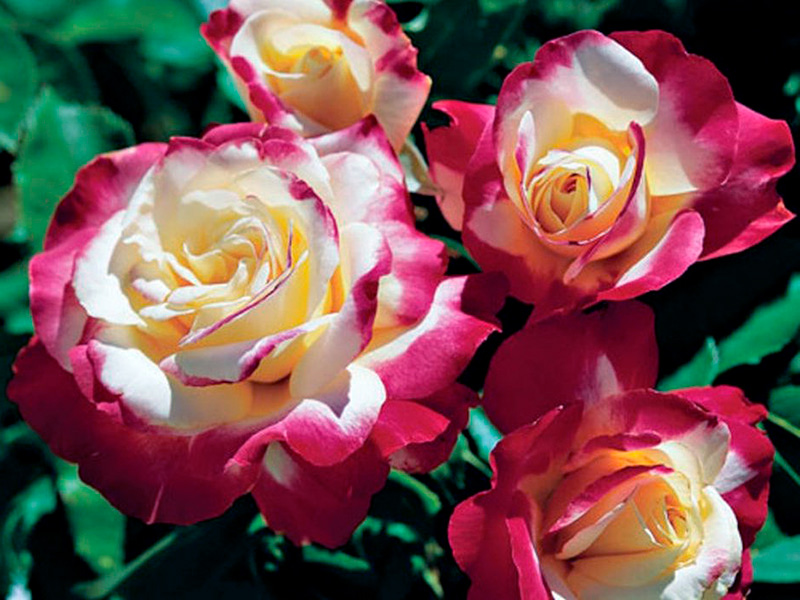22 самых красивых вида и сорта роз с названиями