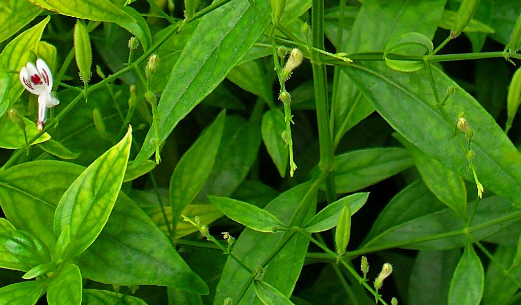 Sambiloto (Andrographis paniculata)