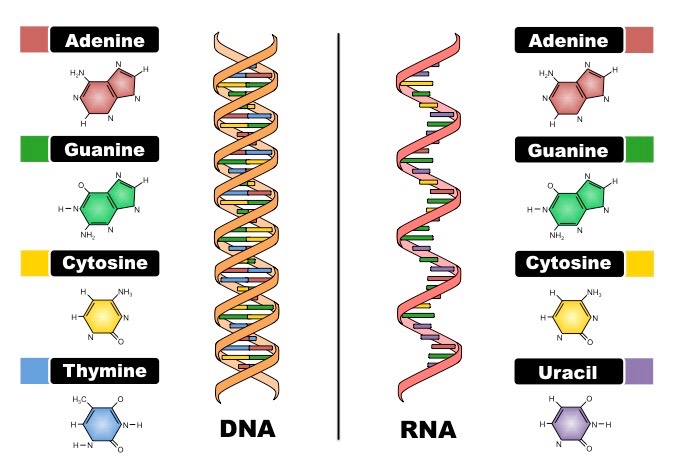 DNA vs RNA structure