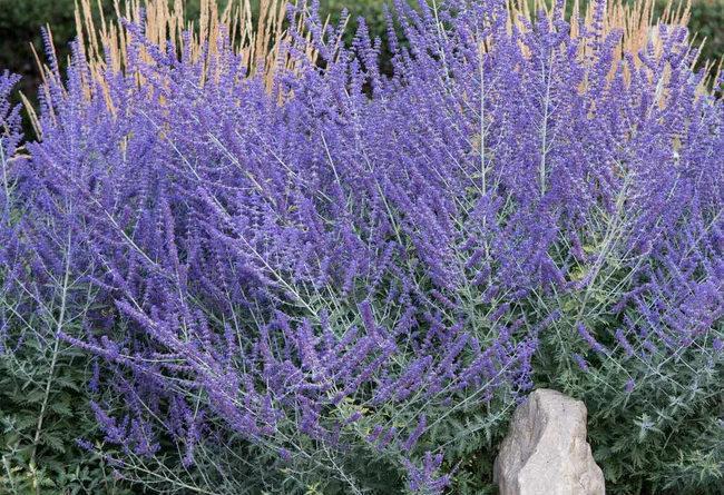 Plant of the Month: Russian Sage, Perovskia, Summer Lavender - Dallas  County Master Gardeners Association
