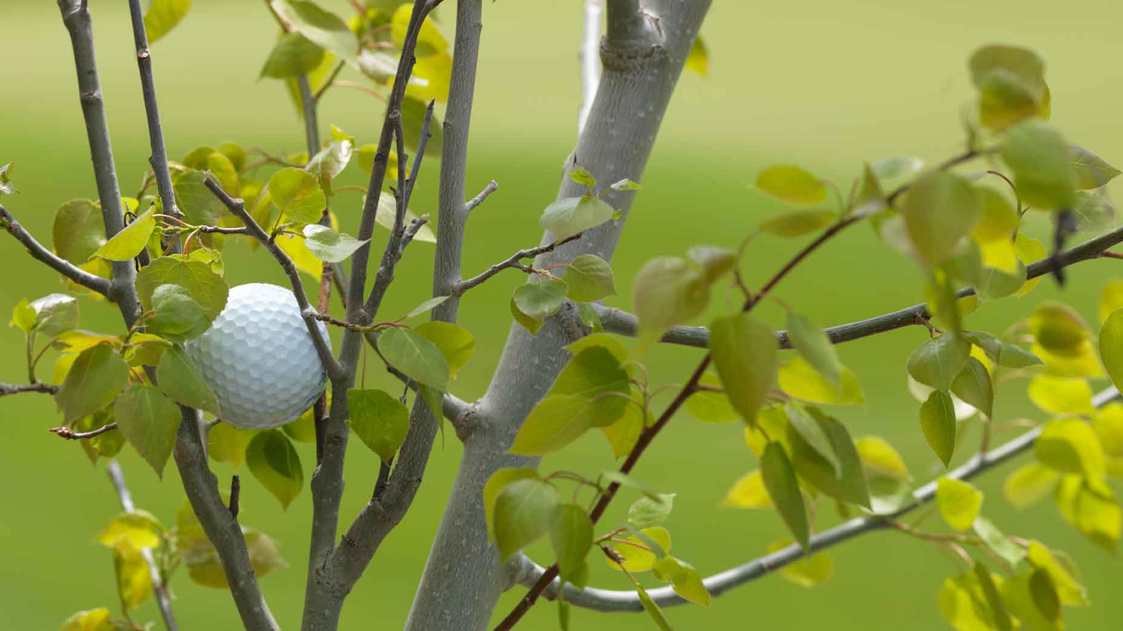golf ball stuck in a tree