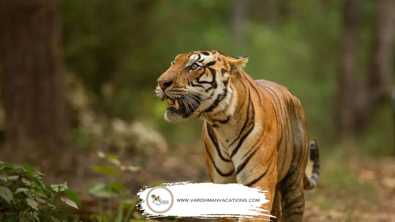 Ranthambore National Park