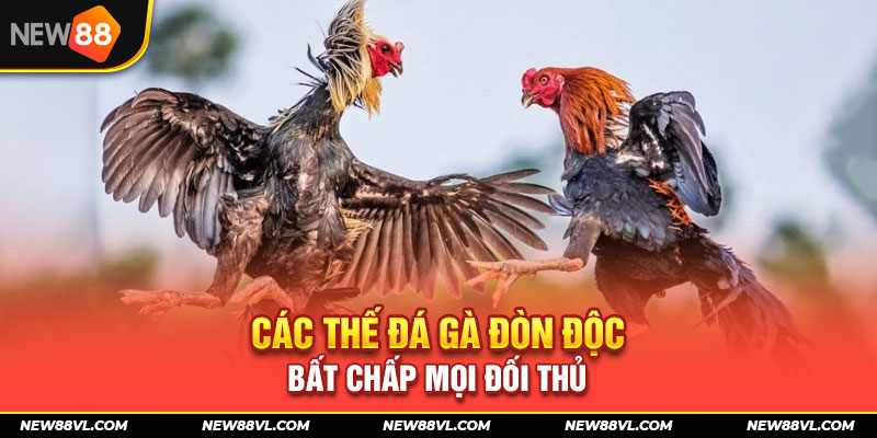 Đá sỏ - Chiêu thức đá gà đòn kinh điển