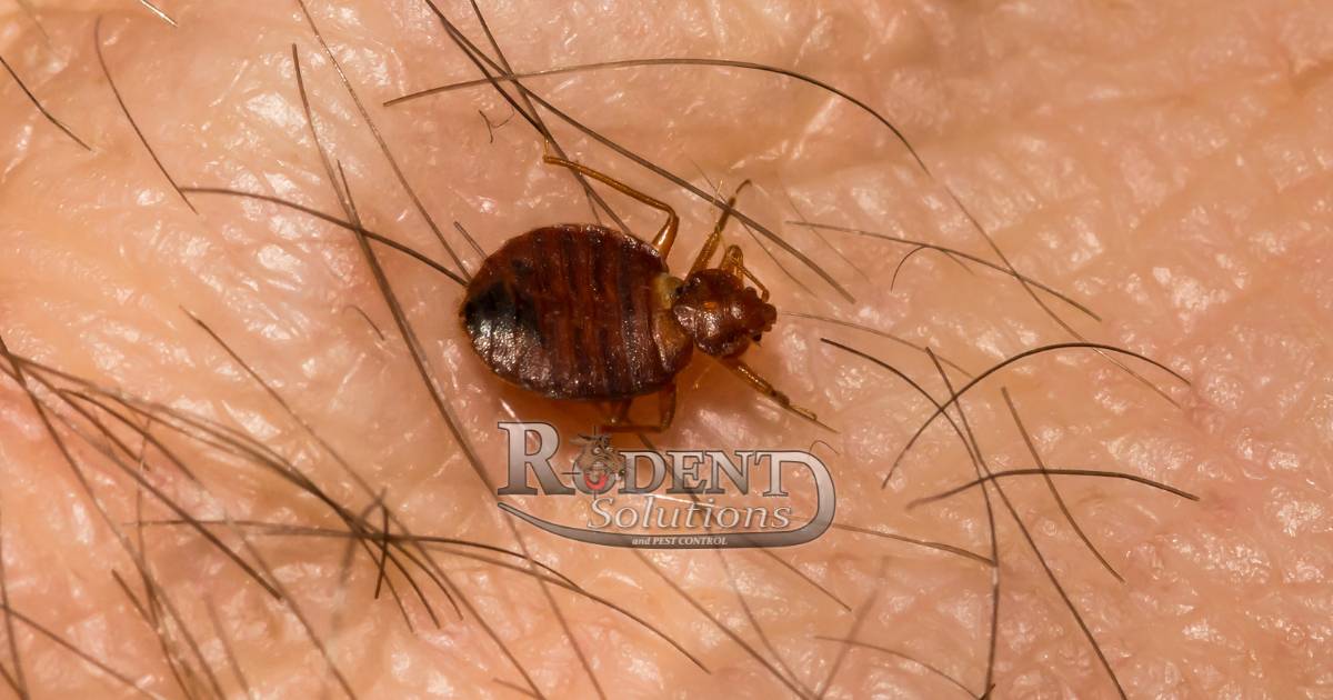 Bed Bug on a person