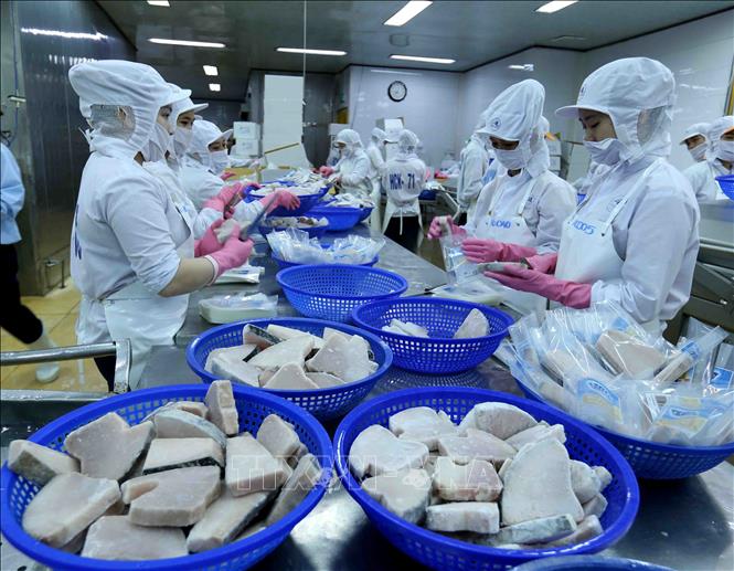 Biển đảo Việt Nam: BIDIFISCO chế biến cá ngừ đại dương đông lạnh xuất khẩu,  đảm bảo các quy định của châu Âu - Ảnh thời sự trong nước - Kinh tế -