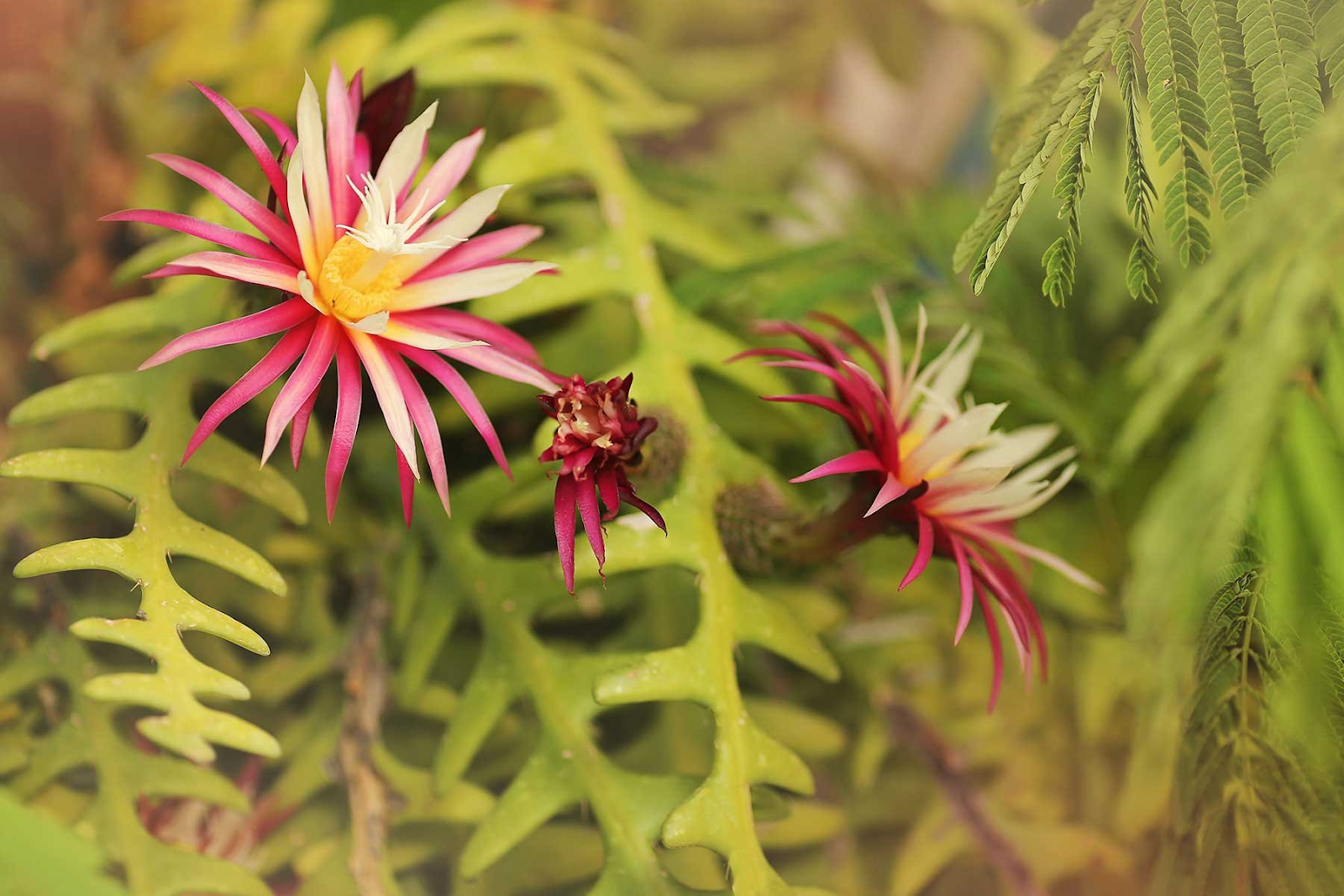 Zig Zag Cactus (Selenicereus Anthonyanus)