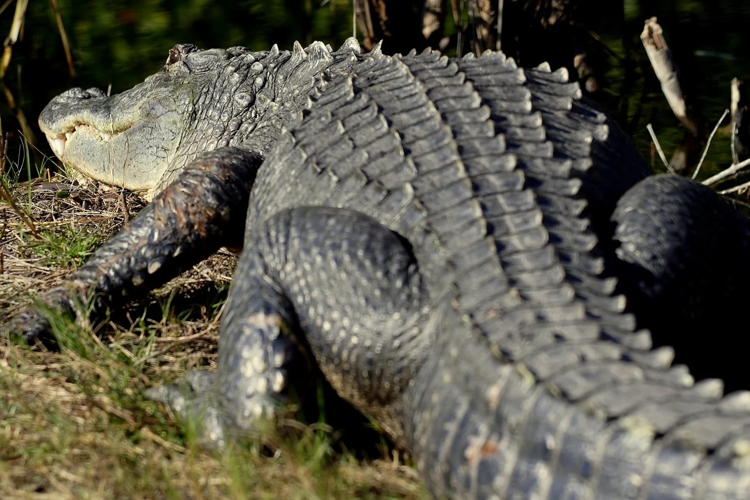 An adult crocodile can be seen at Wild Florida