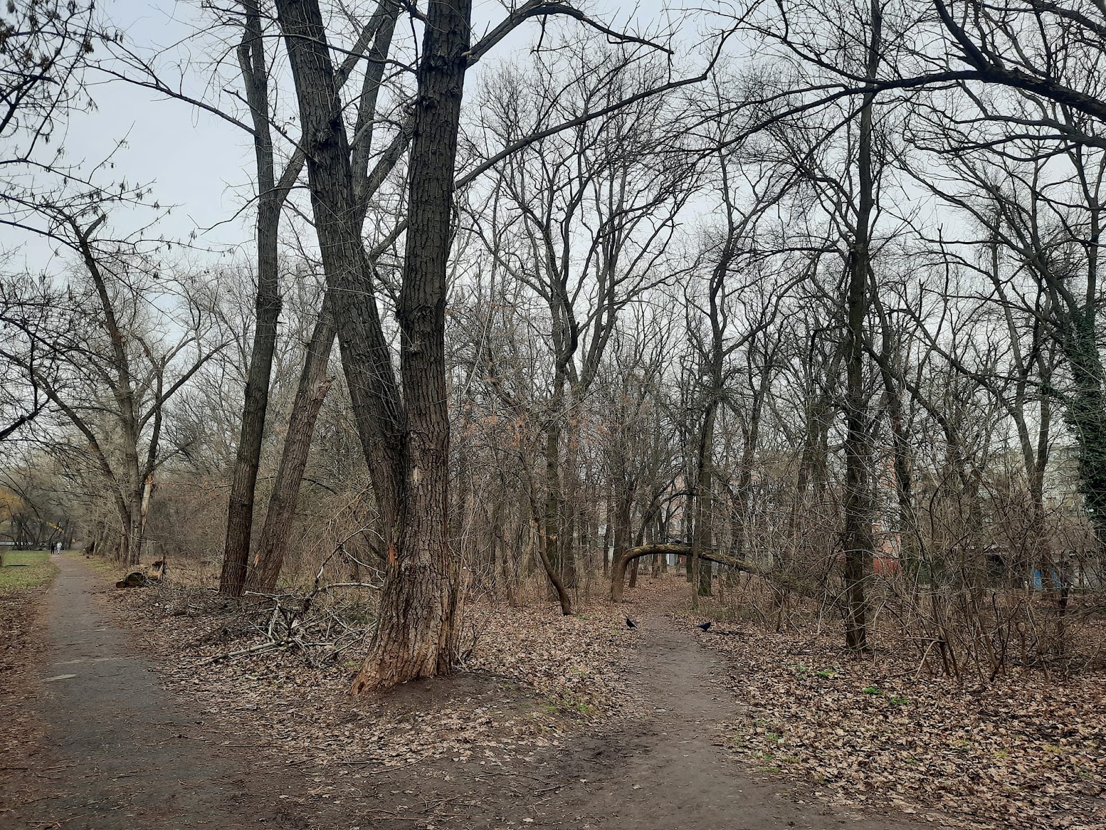 У Запоріжжі планують вирубку дерев в Парку Перемоги: екоактивісти б’ють на сполох (ФОТО)