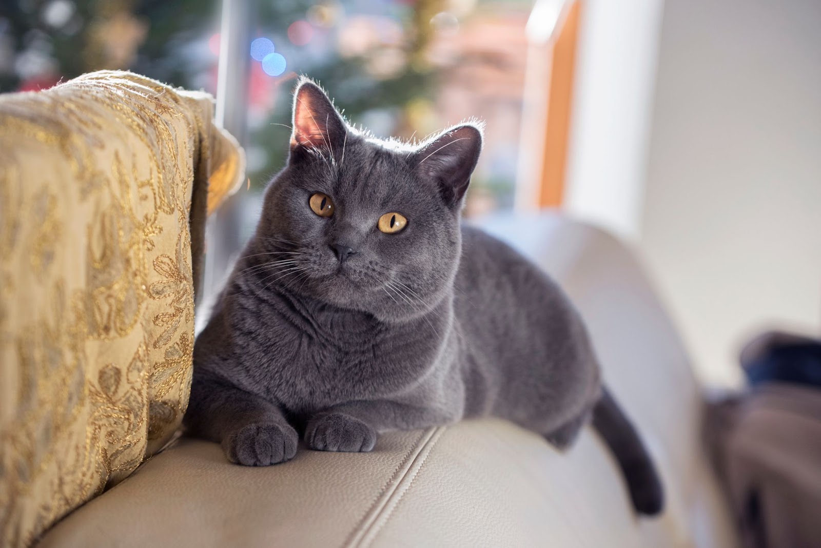 Image of a chartreux 