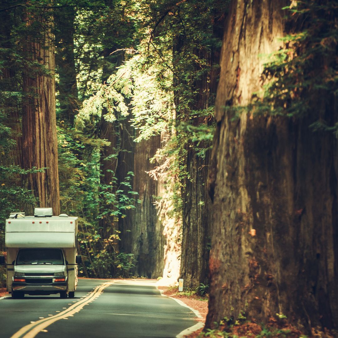 RVing through woods