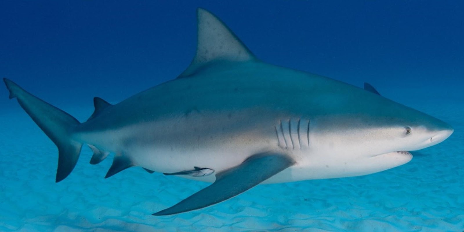 Image result for bull shark