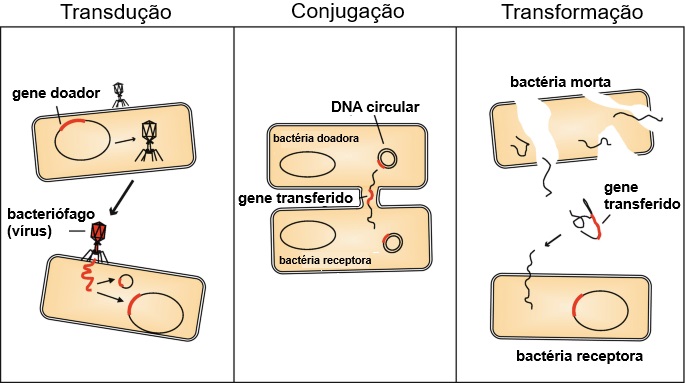 Mecanismo de transferência gênica horizontal em bactérias
